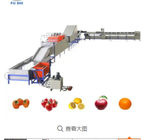 Tomato/Avocado/Orange/Apple Weight Sorting Machine and Weight Grading Machine